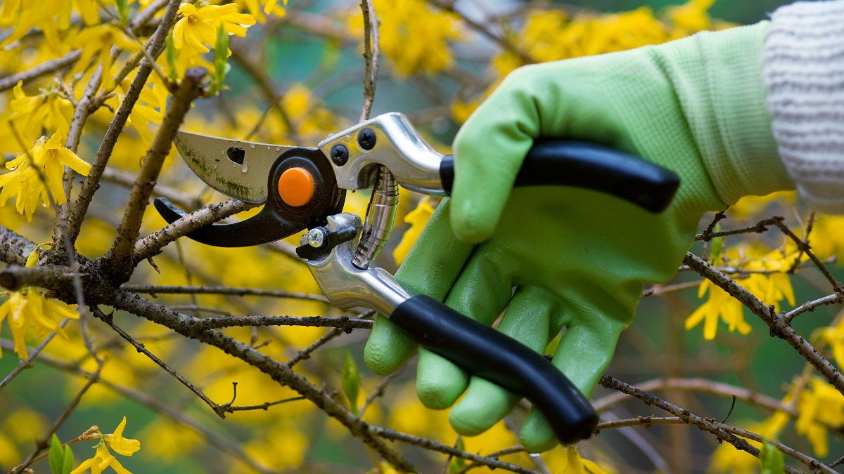 Pruning Shrubs