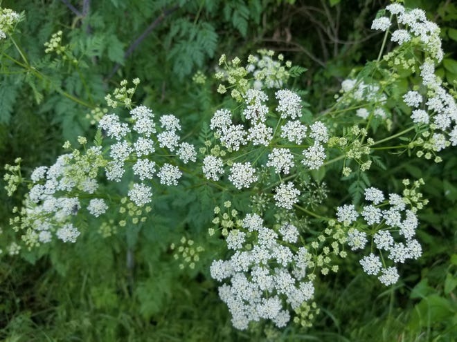 Plant Toxins Poison Hemlock 5