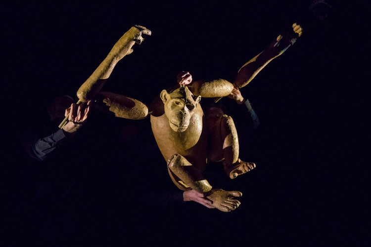 Chimpanzee (photo By Richard Termine)