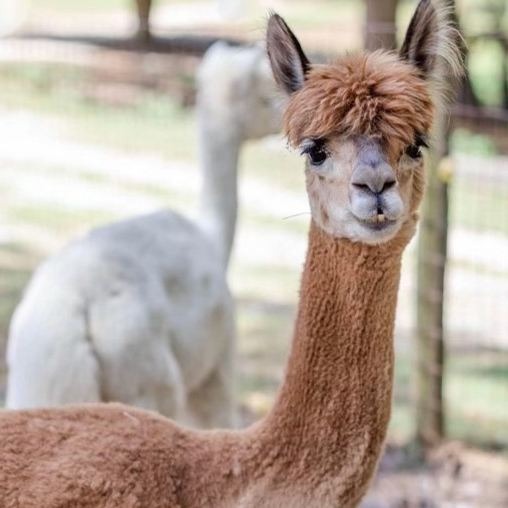 Creekwater 15640 Creative