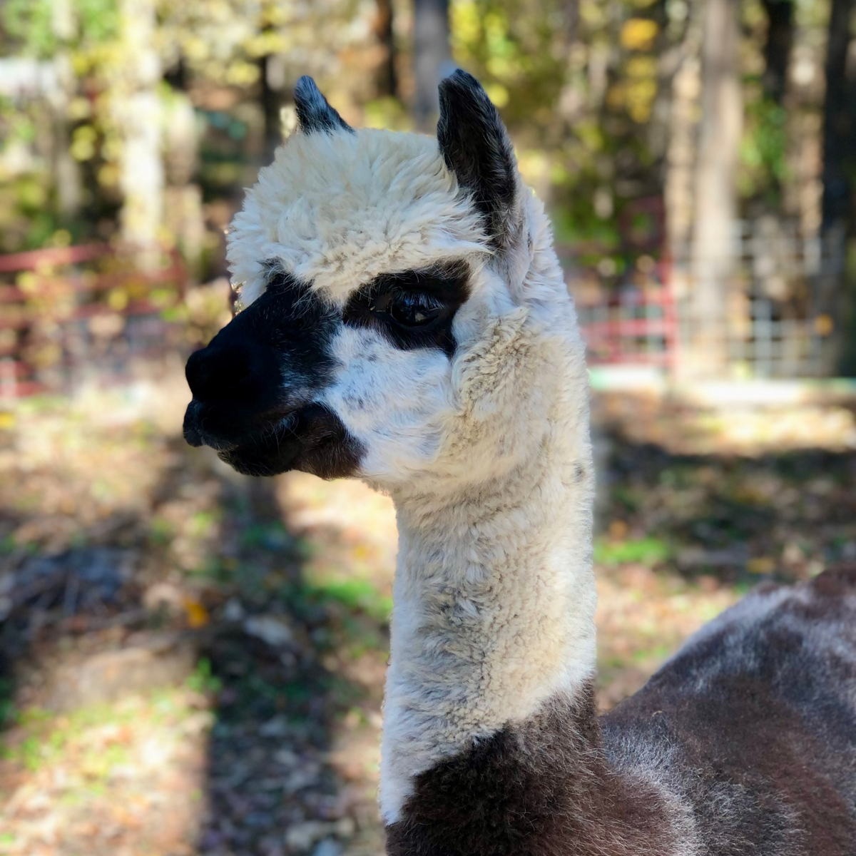 Creekwater 15639 Creative