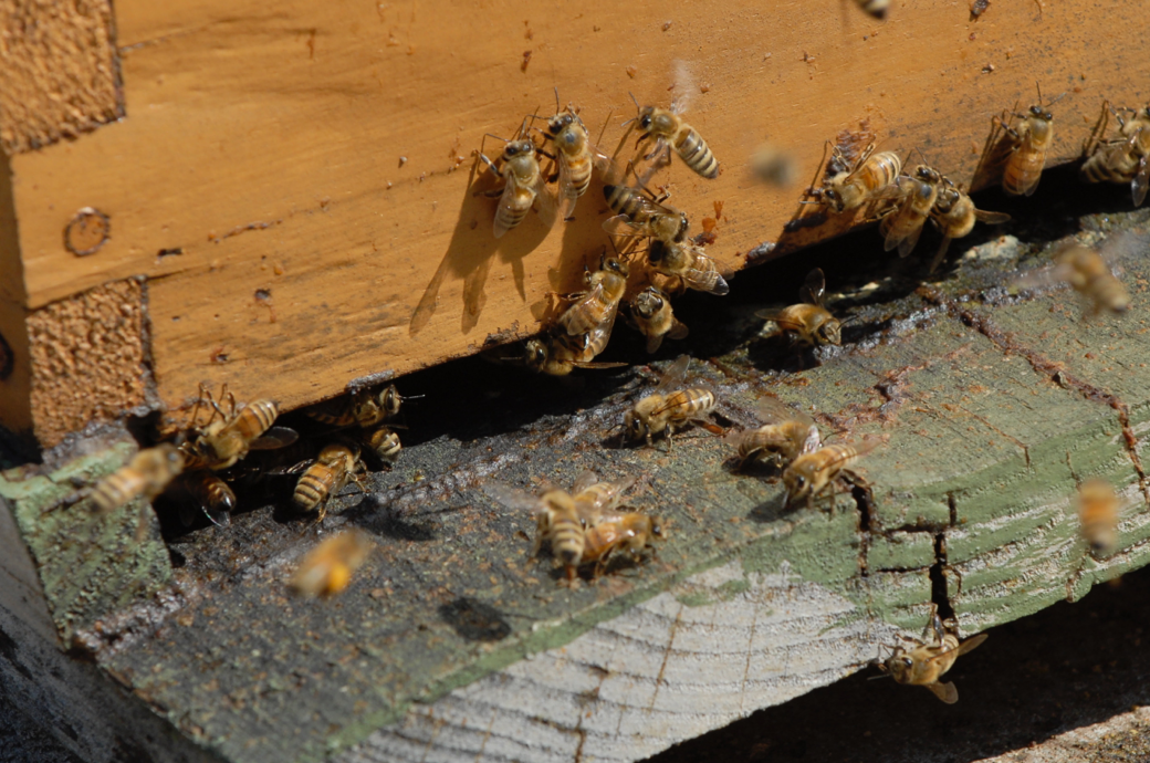 NEWS BRIEF: Death of bees becomes vital lesson for students | Creative ...