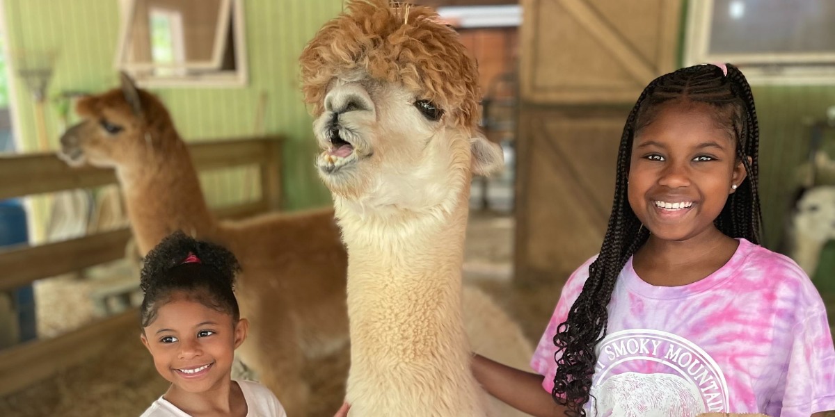Alpaca