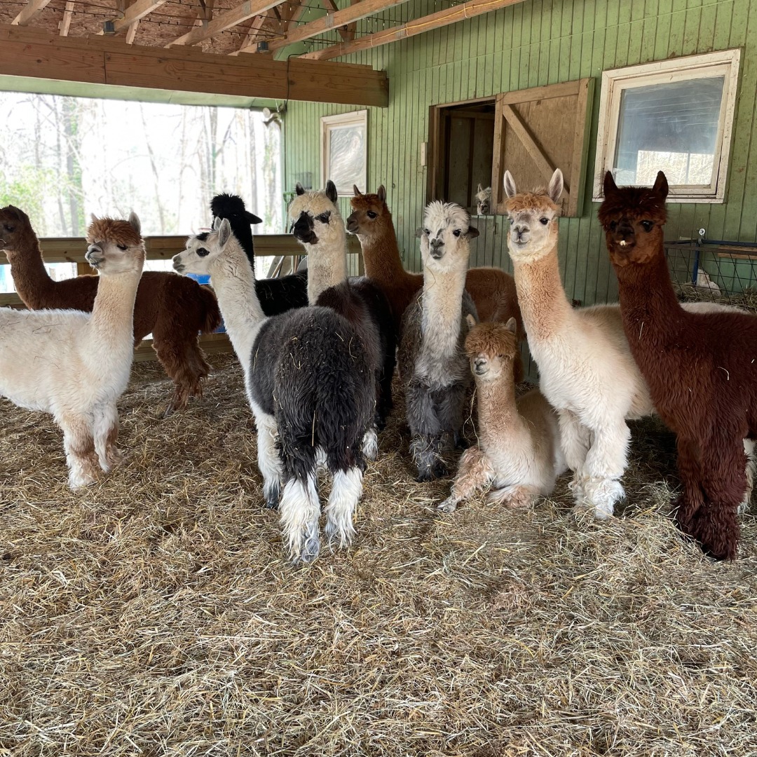 Judgy Alpacas