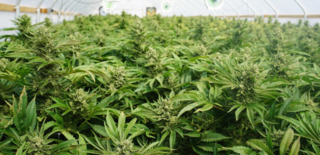 Cover Weed1 1 49.58dacc03411f9.59d398a0d3032