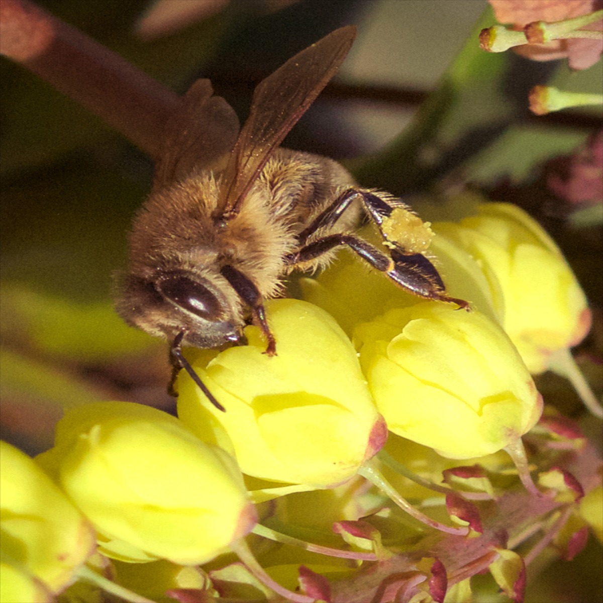 Honeybee