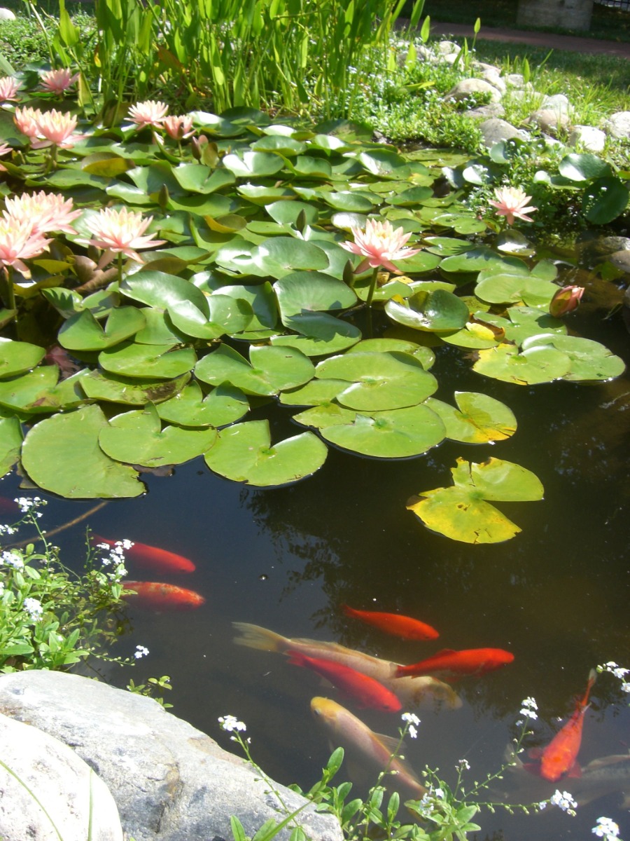 Water Plants