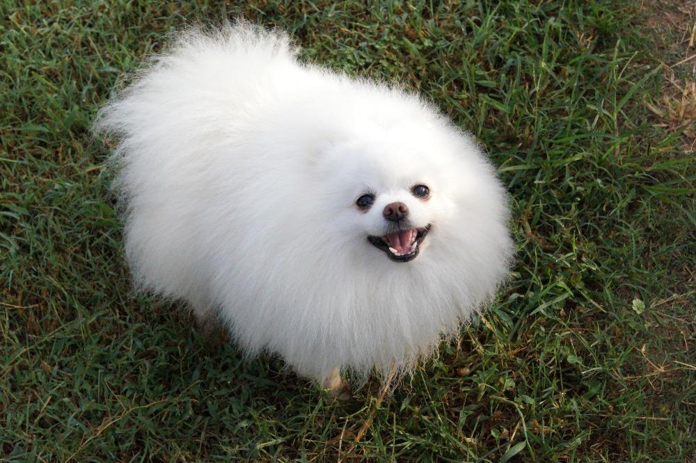 Pomeranian white male shops