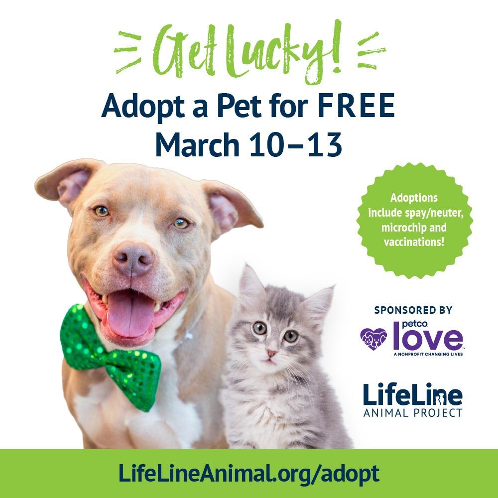 Get Lucky Free Pet Adoption Weekend Creative Loafing