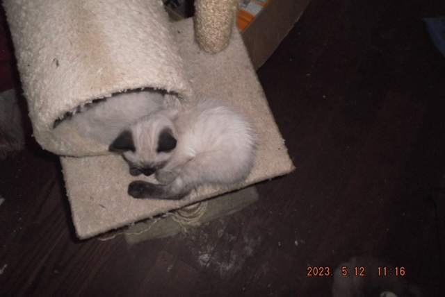 Kitten2 5 12 23