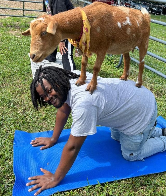 Goat Yoga on the Farm! Creative Loafing