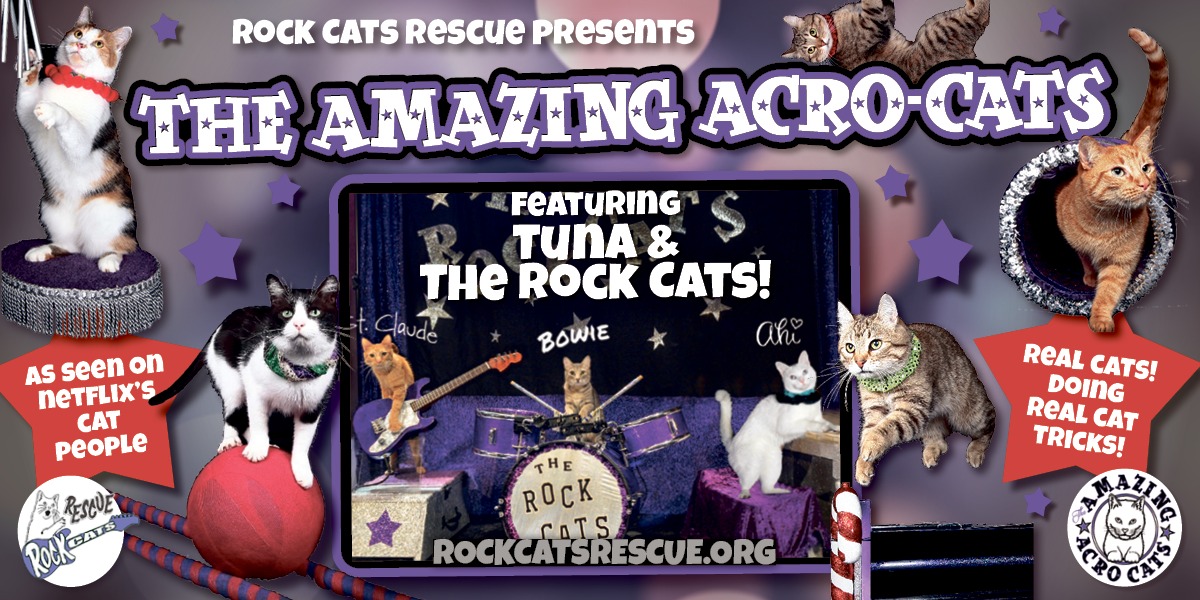 AcroCats Generic 1200x600 (1)