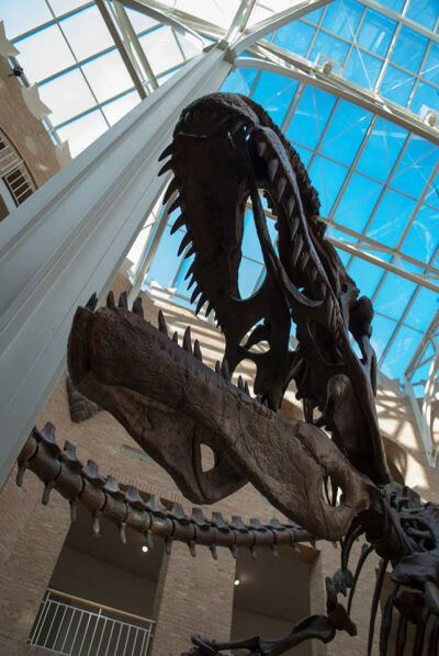 COLOSSAL CREATURES: Fernbank Museum celebrates science every day. PHOTO CREDIT: Courtesy Fernbank Museum of Natural History.