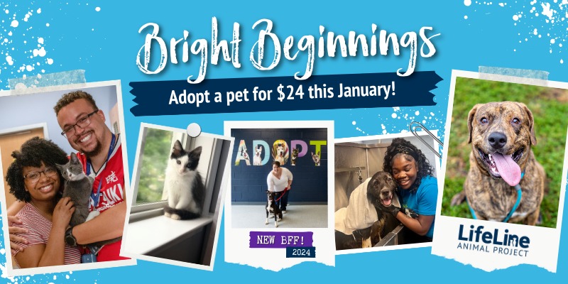 Web 800x400 24 Adoptions 24 Adoptions Bright Beginnings