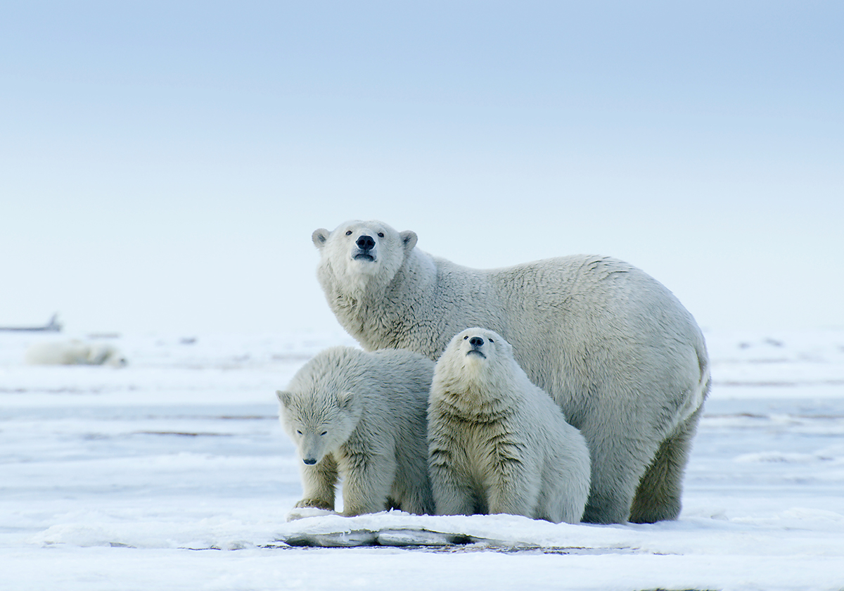 EXTRAORDINARY REALM: SEE THE ARCTIC LIFEFORCE NOW AT FERNBANK MUSEUM. PHOTO CREDIT: FLORIAN SHULZ