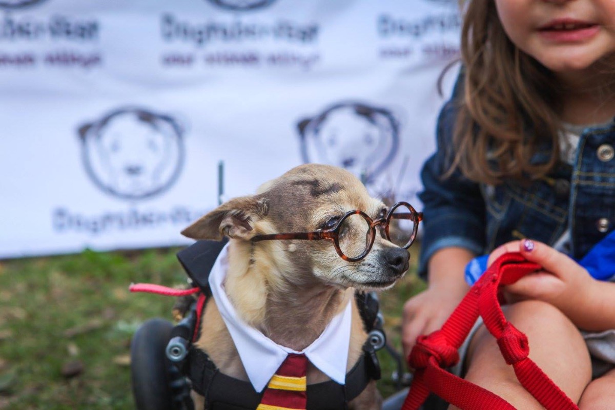 Dogtoberfest 2017 Harry Potter