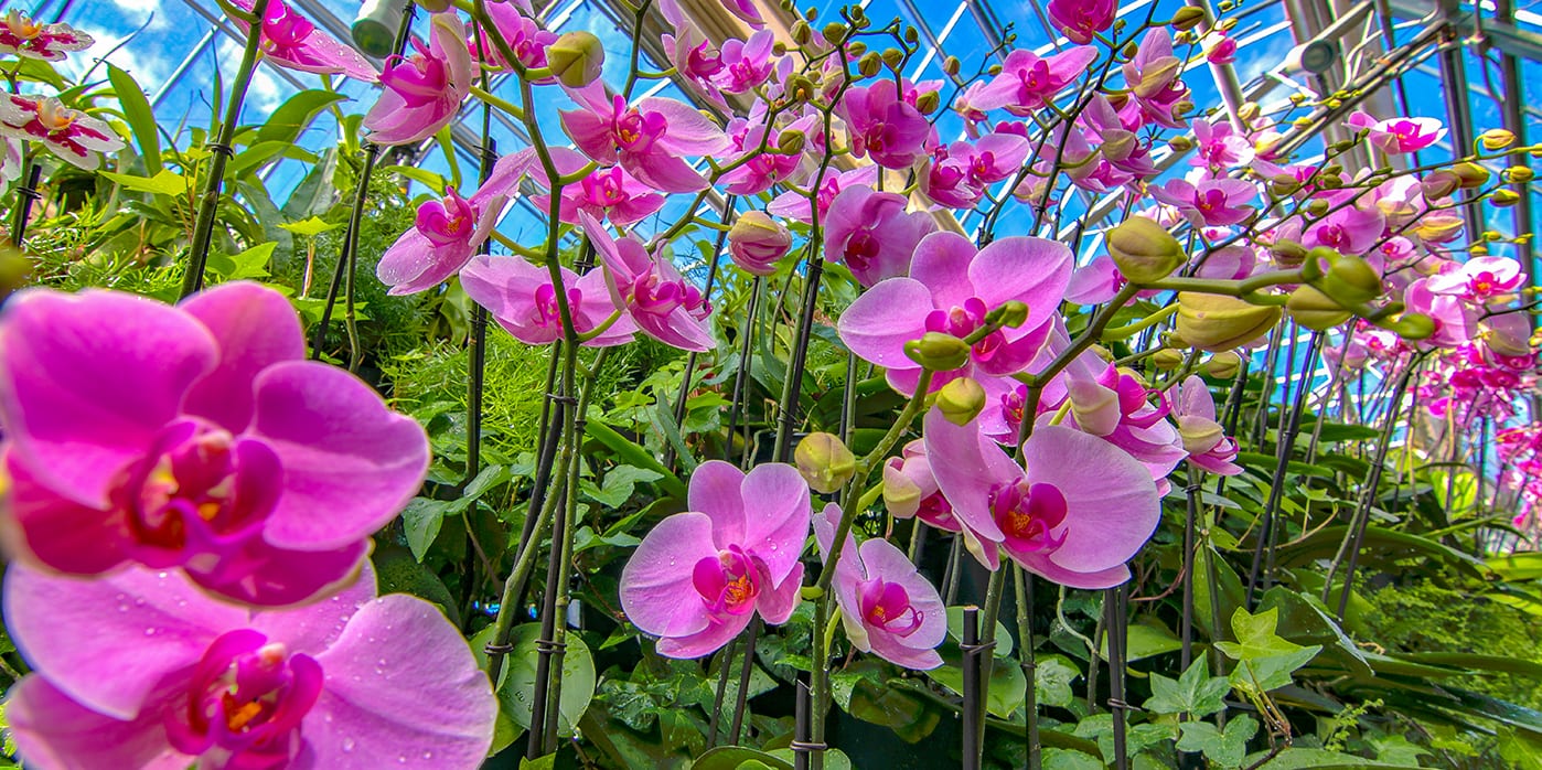 Orchid Daze 03 1398 1