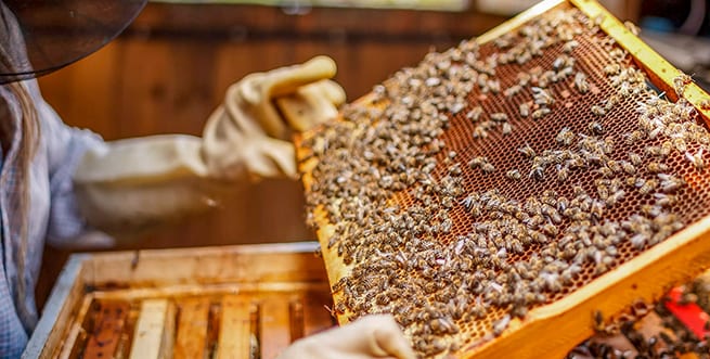 Beehive Inspection 655