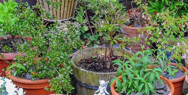 Winter Container Gardening 655