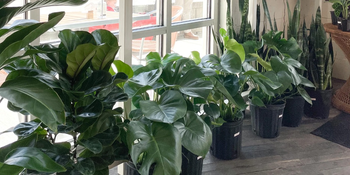 Easter Plant Pop Up