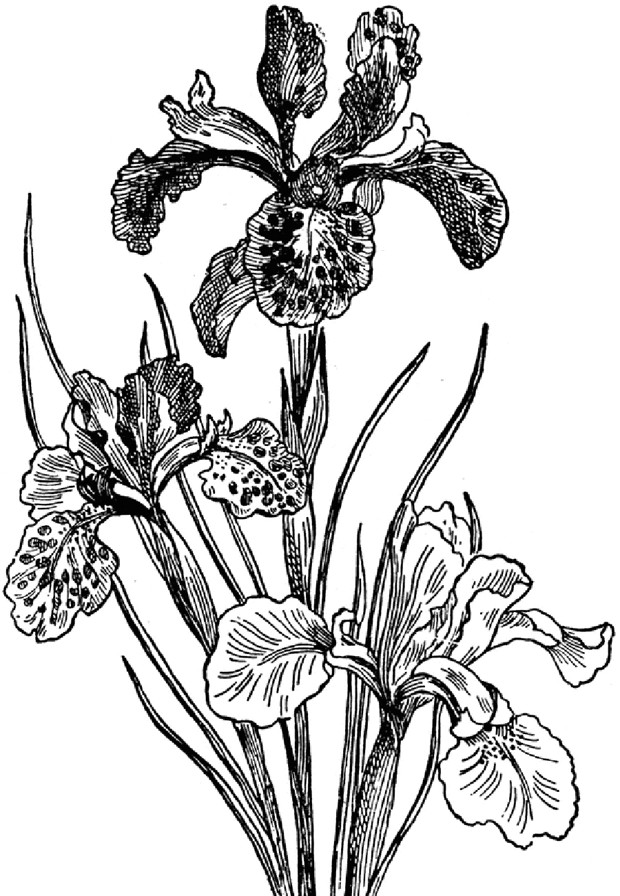 44693 Iris Lg